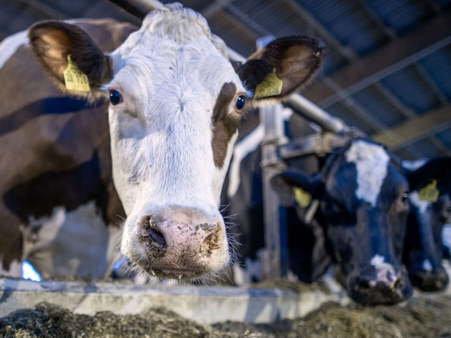 Agriculture in Friesland: Shamonda virus reaches Central Europe – | ...