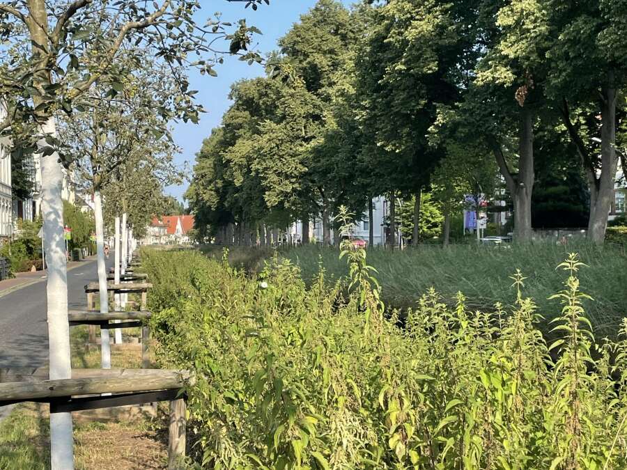 Grünflächen und Denkmalschutz: Brennnessel-Streifen an der Haaren in ...