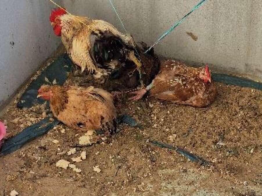 Tierquälerei in Bremen: Frau bindet Hühner mit Kabeln auf Balkon fest